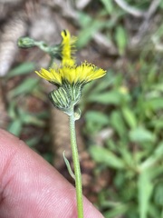 Pilosella lactucella