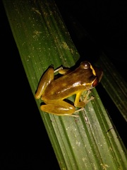 Pristimantis aureolineatus