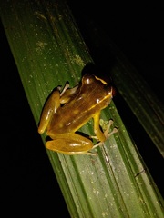 Pristimantis aureolineatus