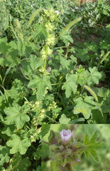 Malva verticillata verticillata