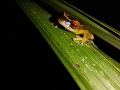 Pristimantis aureolineatus