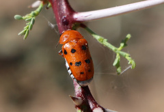 Tituboea sexmaculata