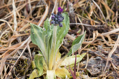 Primula pumila