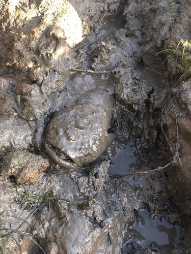 iNaturalist observation photo of Midshipmen