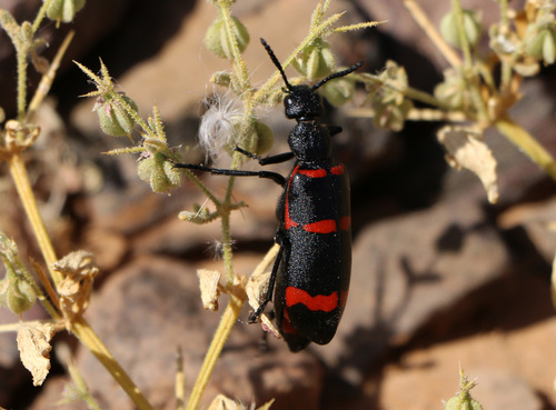 Mylabris mateui · iNaturalist