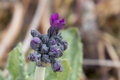 Primula pumila