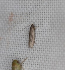 Battaristis concinnusella