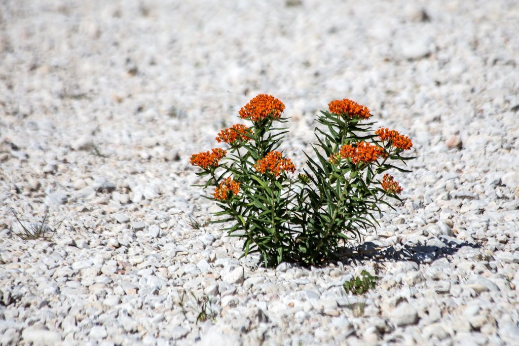 Milkweed
