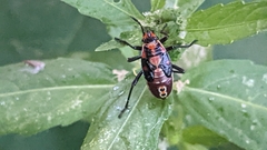 Spilostethus pandurus