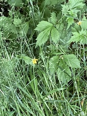 Geum urbanum