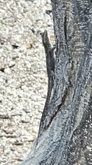 Sceloporinae