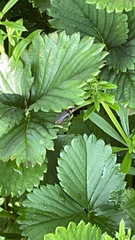 Cantharis fusca