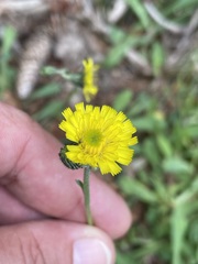 Pilosella lactucella