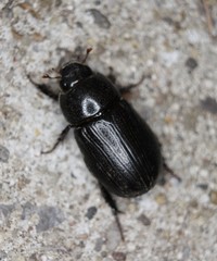 Dyscinetus morator