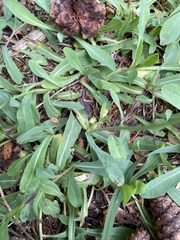 Pilosella lactucella