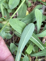 Pilosella lactucella