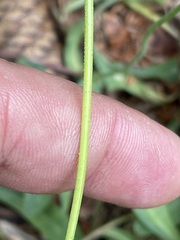 Pilosella lactucella