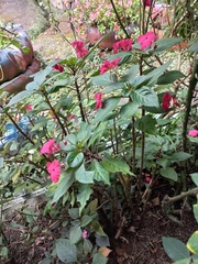 Impatiens walleriana image