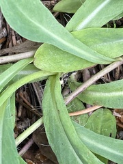 Pilosella lactucella