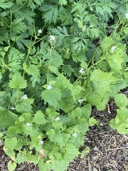 Alliaria petiolata