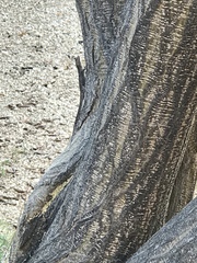 Sceloporinae