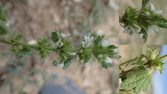 Nepeta annua