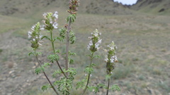Nepeta annua