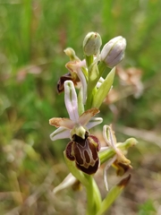 Ophrys exaltata