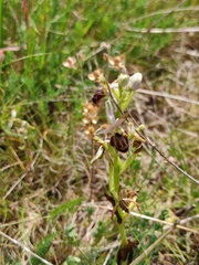 Ophrys exaltata
