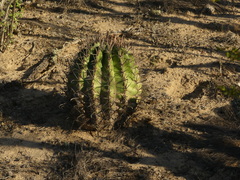 Ferocactus peninsulae