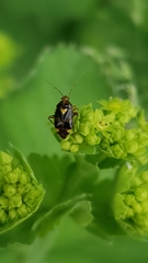 Liocoris
