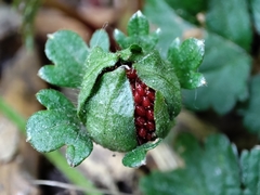Potentilla indica