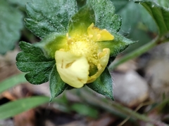 Potentilla indica