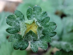 Potentilla indica
