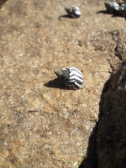 Echinolittorina peruviana