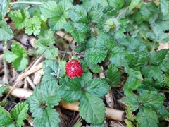 Potentilla indica