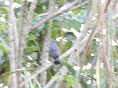 Geranospiza caerulescens