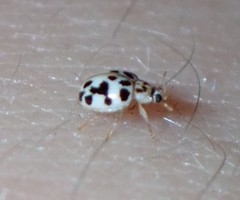 Psyllobora parvinotata