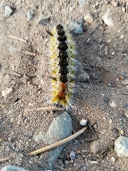 Lophocampa ingens