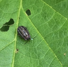 Alagoasa bipunctata tritaenioides