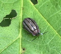 Alagoasa bipunctata tritaenioides