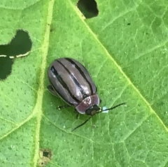 Alagoasa bipunctata tritaenioides