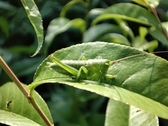 Tettigonia viridissima
