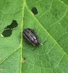 Alagoasa bipunctata tritaenioides