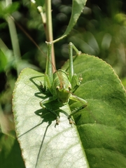 Tettigonia viridissima