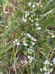 Galium pumilum