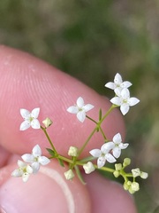 Galium pumilum