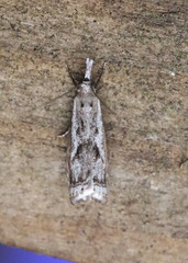 Microcrambus kimballi