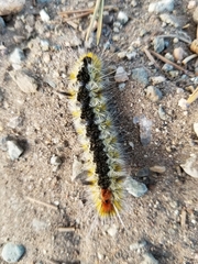 Lophocampa ingens