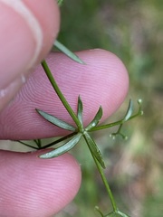 Galium pumilum